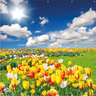 Produktbild von Wallario Outdoor-Poster für Garten oder Balkon, Motiv Tulpenwiese unter blauem Himmel, in ca. 180 x 180 cm