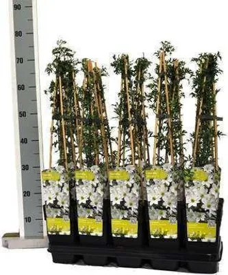 Immagine prodotto di Clematis hybr. 'Early Sensation' - Clematis blu 50-60 cm | Topf