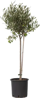 Produktbild von Olivenbaum - Olea europaea - Höhe 80-90cm - ⌀19cm