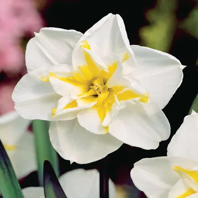Zdjęcie produktu dla Narcyz o Rozszczepionym Przykoronku Lemon Beauty 5 szt. Narcyzy Cebulki
