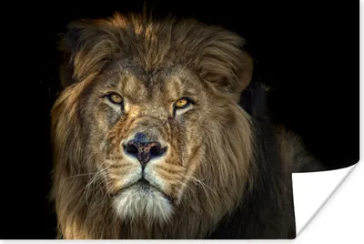 Produktbild von MuchoWow® Poster Schwarz - Löwe - Wilde Tiere 180x120 cm - Fotoplakat