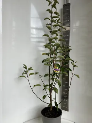 Obrázok produktu pre Malus 'Golden Hornet' – okrasná jabloň | 100–120 cm v črepníku
