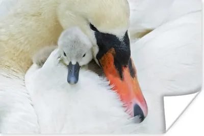 Produktbild von MuchoWow® Poster Schwan - Küken - Makro 60x40 cm - Schlafzimmerdekoration