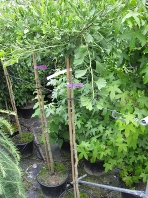 Produktbild von Ginkgo biloba Weeping Wonder - Fächerblattbaum - 150 cm Hochstamm veredelt -