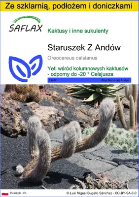 Zdjęcie produktu dla SAFLAX - Zestaw do uprawy - Staruszek Z Andów - 40 Nasiona - Z mini szklarnią, podłożem uprawowym i 2 doniczkami - Oreocereus celsianus