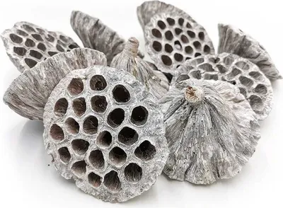 Produktbild von Großer XXL Lotus - (Weiß gewaschen) - Exotisch Getrocknet - Packung mit 10 Stück