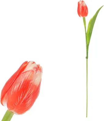 Obrázok produktu pre Autronic Tulipán lososový SG60104 OR2