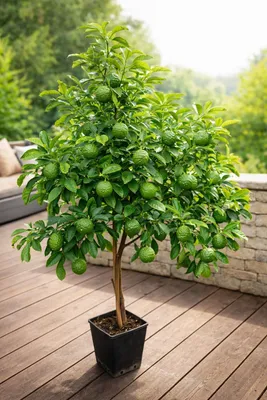 Zdjęcie produktu dla Limonka kaffirowa 140–180 cm – Citrus Hystrix Combava – egzotyczne drzewo cytrusowe o aromatycznych liściach do kuchni i ogrodu