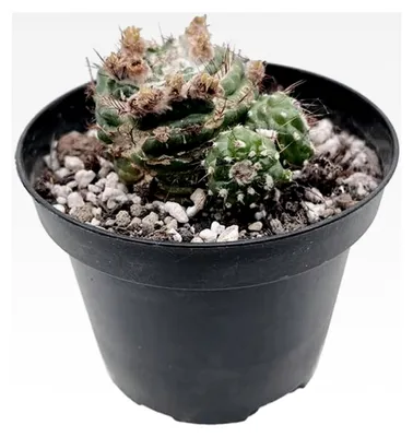 Produktbild von Notocactus werdermannianus f. mostruosa spiralis - Sukkulente - seltener Wellenkaktus und pflegeleichte Zimmerpflanze