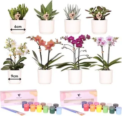 Produktbild von Malset Blumentöpfe bemalen mit Orchideen & Sukkulenten - DIY Kreativset für