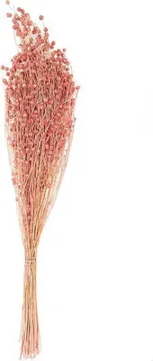 Produktbild von Getrocknetes rosa Leinen - 70 cm