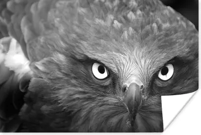 Produktbild von MuchoWow® Poster Adler - Schwarz - Weiß 60x40 cm - Schlafzimmerdekoration