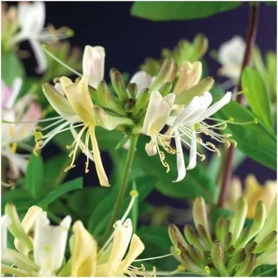 Produktbild von Das echte Geißblatt Lonicera periclymenum Belgica, auch bekannt als Jelängerjelieber, ist eine wunderschöne, duftende Kletterpflanze, die jedem Garten
