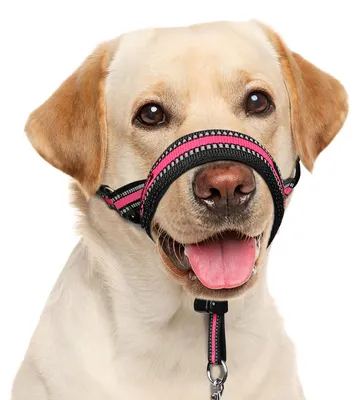 Productafbeelding van Zachte halsband voor honden met een anti-trekfunctie