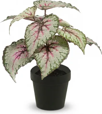 Produktbild von Begonie Kunstpflanze UV 26cm Blühpflanze Gartenpflanze Balkonpflanze Strauch