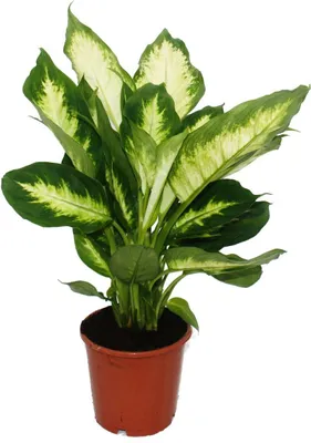 Produktbild von Exotenherz Dieffenbachie "Camilla" 1 Pflanze pflegeleichte Zimmerpflanze luftreinigend- 12cm Topf