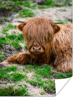 Produktbild von MuchoWow® Poster Schottischer Highlander - Heu - Gras 120x160 cm - Wandbilder