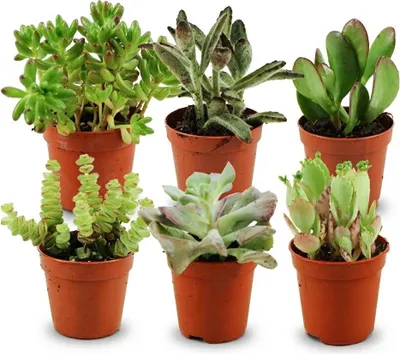 Image de Assortiment de mini-succulentes - 6 pièces - Ø 5,5 cm - Hauteur : 5-10 cm