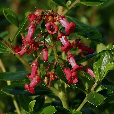 Obrázek produktu pro 2 x Andenstrauch rubra - Escallonia rubra 'Crimson Spire' | 40-50 cm v kontejneru