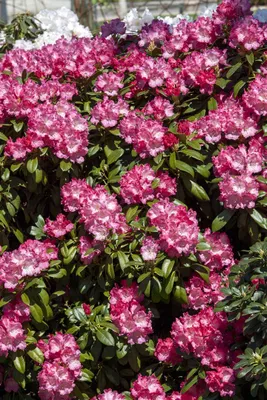 Produktbild von Rhododendron yakushimanum 'Morgenrot', rosa Blüten, 40–50 cm