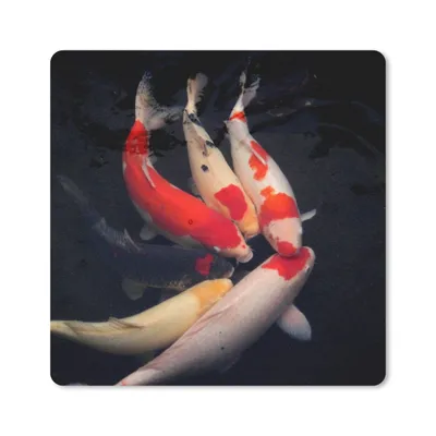 Produktbild von MuchoWow® Mauspad Mousepad Sechs Koi-Karpfen vor einem schwarzen Hintergrund 20x20 cm - Mousepads - Maus Mat - Pad - Mausunterlage - Desk Mat - Bureauartikeln