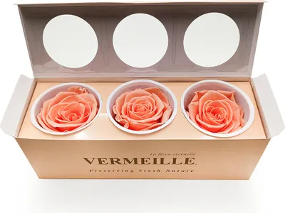 Produktbild von Stabilisierte Rose - Pfirsich - XL - 3 Stk