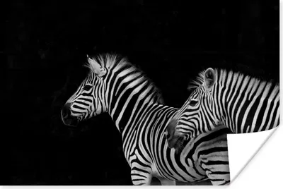 Produktbild von MuchoWow® Poster Zebra - Weiß - Tiere - Schwarz 120x80 cm - Bilder