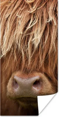Produktbild von MuchoWow® Poster Schottischer Highlander - Nase - Haare 60x120 cm - Wandschmuck