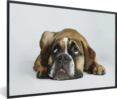 Produktbild von MuchoWow® Gerahmtes Poster Hund - Haustiere - Weiß 30x20 cm - Poster mit Schwarzem Bilderrahmen Wandposter Rahmen Foto Bilder - Kunstdruck - Bild-Poster