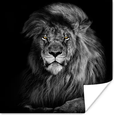 Produktbild von MuchoWow® Poster Löwe - Augen - Orange - Schwarz und weiß - Tiere - Porträt 50x50 cm - Wohnzimmerdekoration