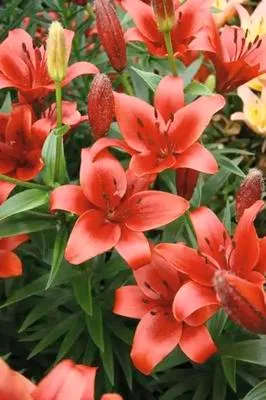 Obrázek produktu pro Lilie FloraSelf 'Asiatic Red' 3 ks