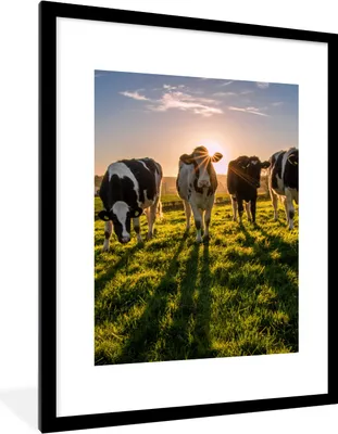Produktbild von MuchoWow® Gerahmtes Poster Kühe - Sonne - Gras - Tiere - Bauernhof 60x80 cm - Poster mit Schwarzem Bilderrahmen Wandposter Rahmen Foto Bilder - Wohnzimmer - Dekorationen - Prämie