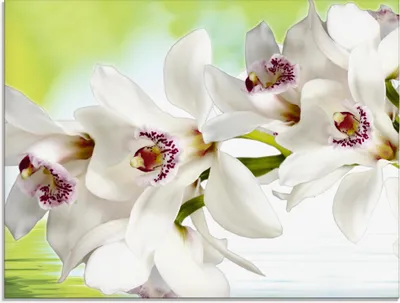 Produktbild von ARTland Glasbild Weiße Orchidee Größe: 60x45 cm