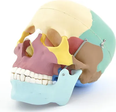 Image de Crâne didactique HeineScientific, modèle de crâne, démontable