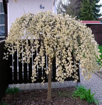 Produktbild von Salix caprea Pendula hängende Kätzchenweide Weide Stamm Stämmchen versch. Größen, Höhe:Stamm 120-125 cm