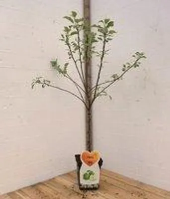 Productafbeelding van Granny Smith Appelboom -Fruitboom- 120 cm hoog- Laagstam- Potgekweekt- professioneel telersras