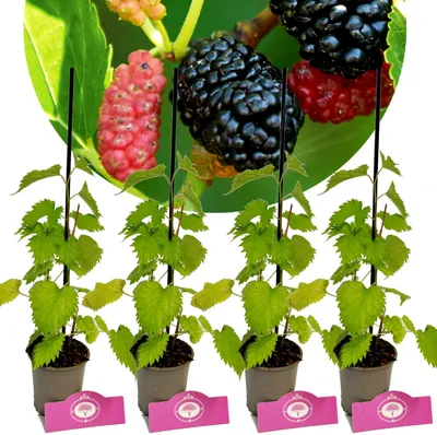 Four young mulberry plants in pots with a close-up of mulberries in the background.