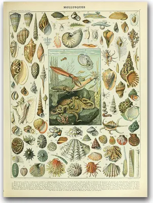 Produktbild von Poster - Canvas - Leinwand - 59,4 cm x 84,1 cm - Fotoposter - Leinwandkunst - Adolphe Millot Mollusques