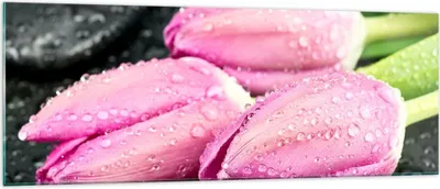 Produktbild von Bilder auf glas - Tulpen Tau Steine Pflanze - 140x50cm - Glasbilder - Wandbilder - Kunstdruck - zum Aufhängen bereit - Wanddekoration aus Glas - Glas Bilder - Wandbild auf Glas - GAB140x50-2485