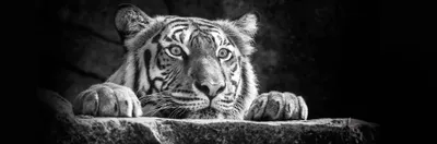 Produktbild von Deco-Panel Bild - Tigerkopf 90 x 29 cm