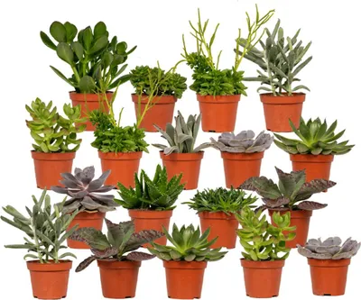 Produktbild von Hello Plants Succulent Sukkulenten Mix - 18 Stück - Ø 8,5 cm Topf - Höhe: 8.5 cm