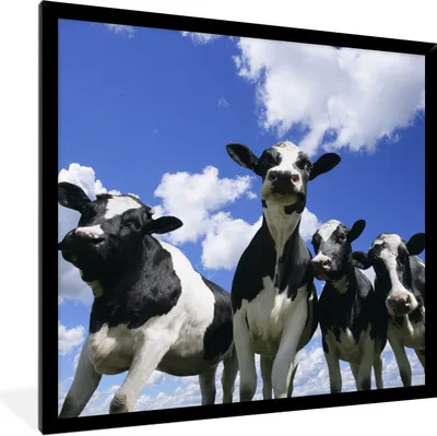 Produktbild von MuchoWow® Gerahmtes Poster Kühe - Luft - Tiere 40x40 cm - Poster mit Schwarzem Bilderrahmen Wandposter Rahmen Foto Bilder - Mit Rahmen - Wanddekoration Schlafzimmer
