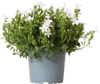 Produktbild von Campanula Addenda weiß 12cm – winterharte mehrjährige Glockenblume – Wuchshöhe ca.20-30cm – lang blühende Staude für Beet, Steingarten, Balkon & Kübel – pflegeleicht