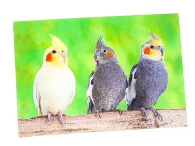 Produktbild von 3 D Ansichtskarte Nymphensittiche, Postkarte Wackelkarte Hologrammkarte Tiere Tier Vogel