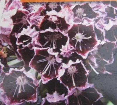 Produktbild von Lorbeerrose - Berglorbeer Schokra - Kalmia latifolia Schokra - 30-40cm