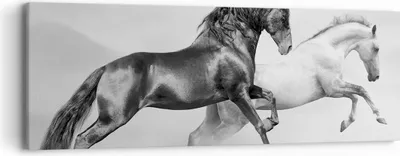 Produktbild von Bild auf Leinwand - Leinwandbild - Pferde Tiere Galopp Wiese - 90x30cm - Wand Bild - Wanddeko - Leinwanddruck - Bilder - Kunstdruck - Wanddekoration - Leinwand bilder - Wandkunst - AB90x30-2683