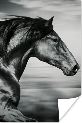 Produktbild von MuchoWow® Poster Pferd - Tiere - Schwarz - Weiß 120x180 cm - Kunstposter