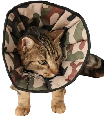 Halskragen nach OP für Hunde, Camouflage, Gr. 6, 50-60 cm