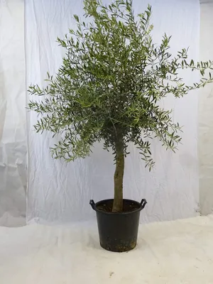 Produktbild von [Palmenlager] XL Olivenbaum Olea europea - 180 cm - dicker Stamm 20 cm Umfang - Pot 30 ltr.