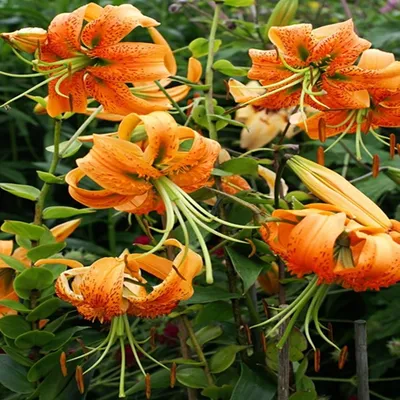 Produktbild von Lilie Blumenzwiebeln Zwiebeln Blumen Baumlilie Henryi 1 St.